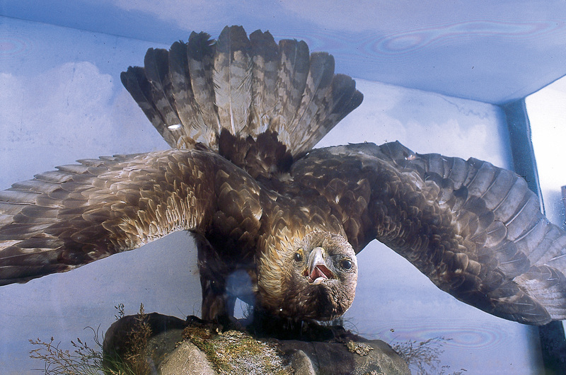 1186 Golden Eagle.jpg