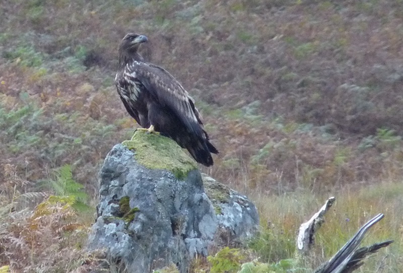 1186_golden_eagle_on_rock.credit_glenloy_wildlife.jpg