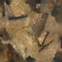 bog_stool3.jpg