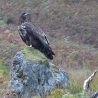 1186_golden_eagle_on_rock.credit_glenloy_wildlife.jpg